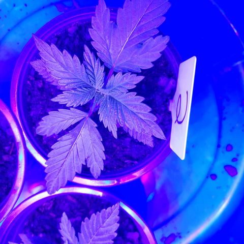 Blackwater growlog timeline photo