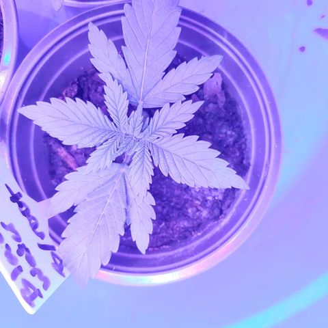 Blackwater growlog timeline photo