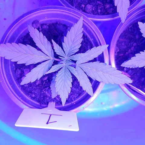 Blackwater growlog timeline photo