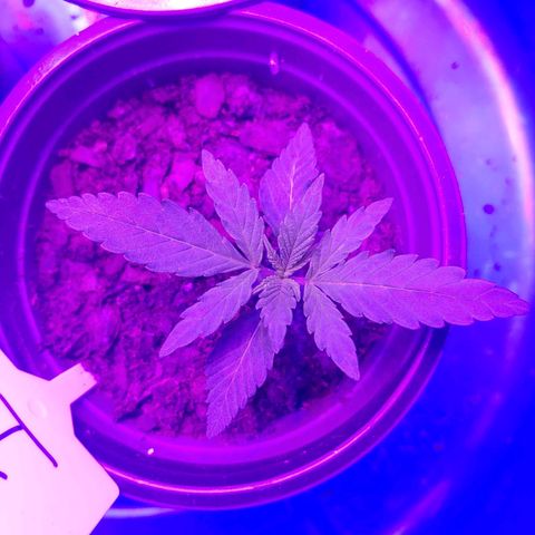 Blackwater growlog timeline photo
