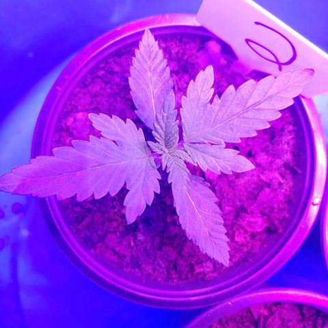 Blackwater growlog timeline photo