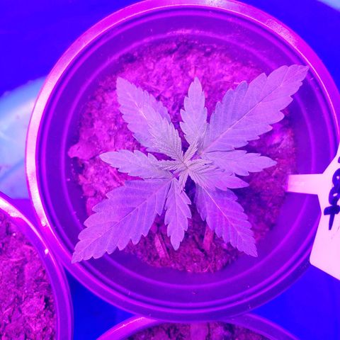 Blackwater growlog timeline photo