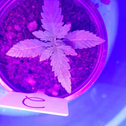 Blackwater growlog timeline photo
