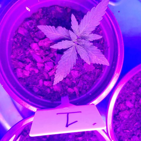 Blackwater growlog timeline photo