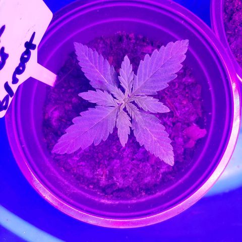 Blackwater growlog timeline photo
