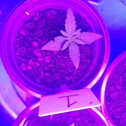 Blackwater growlog timeline photo
