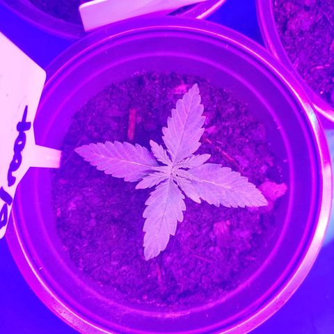 Blackwater growlog timeline photo