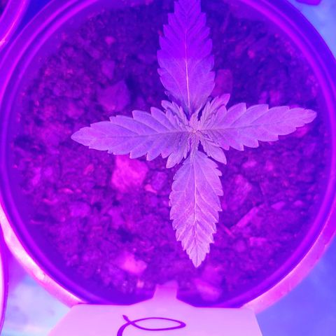 Blackwater growlog timeline photo