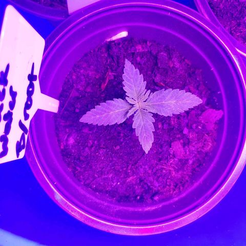 Blackwater growlog timeline photo
