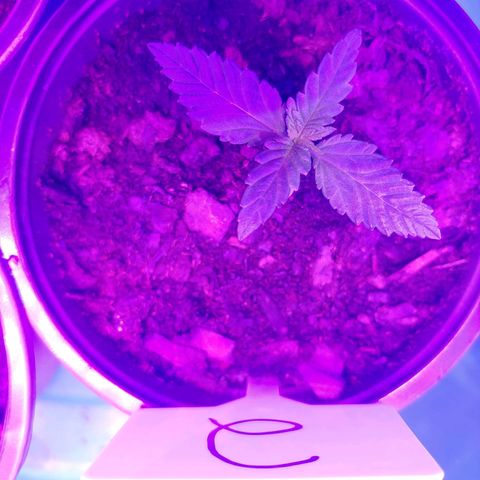 Blackwater growlog timeline photo