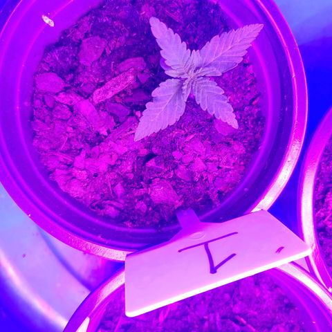Blackwater growlog timeline photo