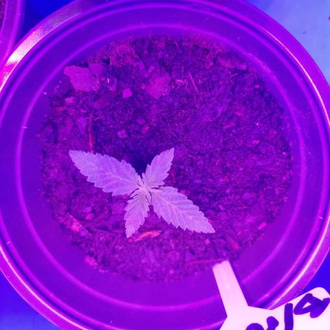 Blackwater growlog timeline photo