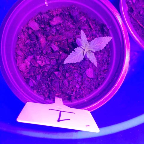 Blackwater growlog timeline photo