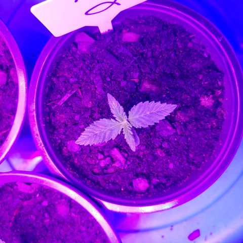 Blackwater growlog timeline photo