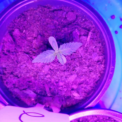 Blackwater growlog timeline photo