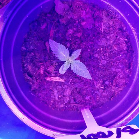 Blackwater growlog timeline photo