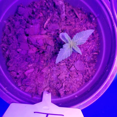 Blackwater growlog timeline photo
