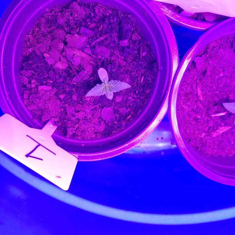 Blackwater growlog timeline photo
