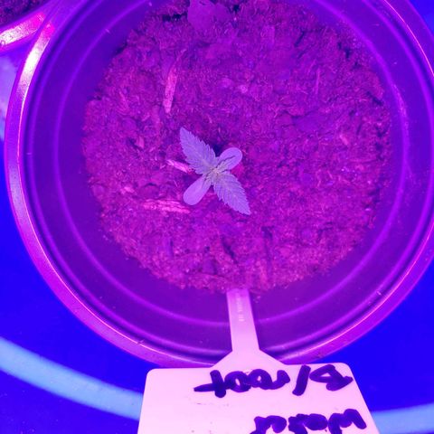 Blackwater growlog timeline photo