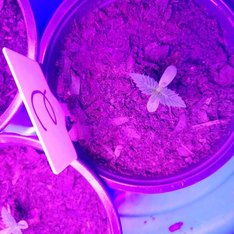 Blackwater growlog timeline photo