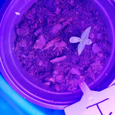 Blackwater growlog timeline photo