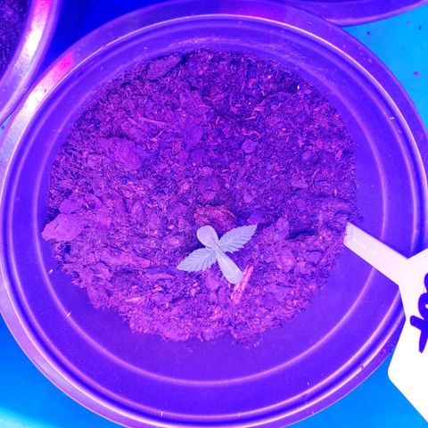 Blackwater growlog timeline photo