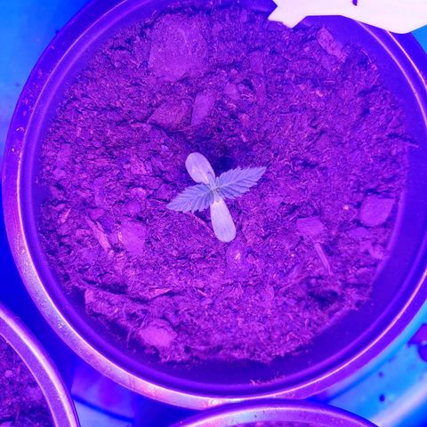 Blackwater growlog timeline photo