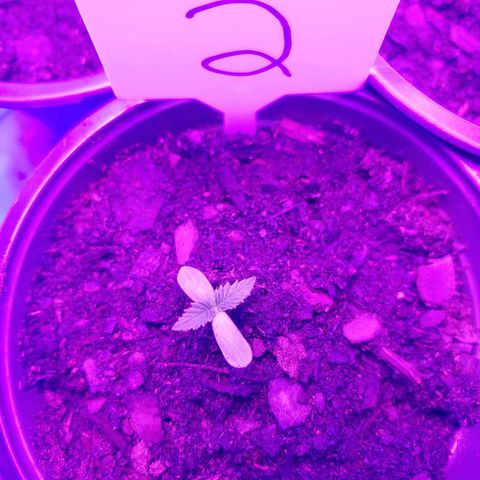 Blackwater growlog timeline photo