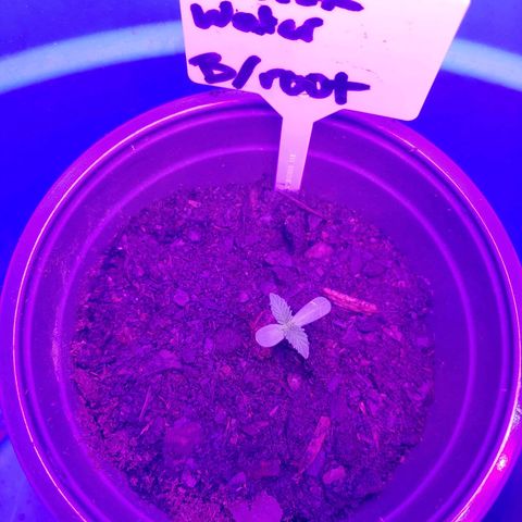 Blackwater growlog timeline photo