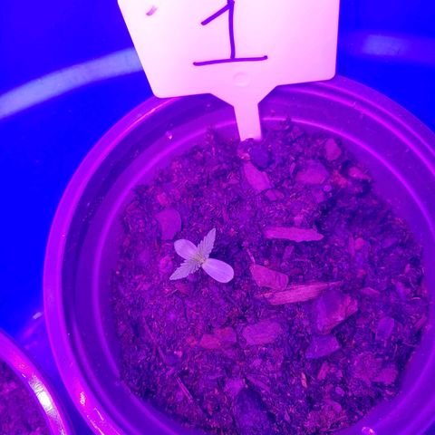 Blackwater growlog timeline photo