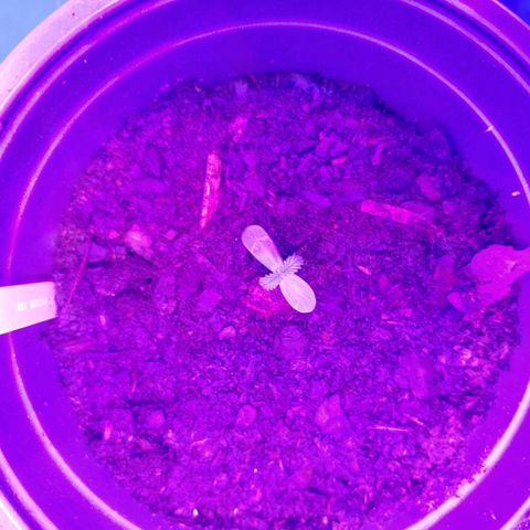 Blackwater growlog timeline photo