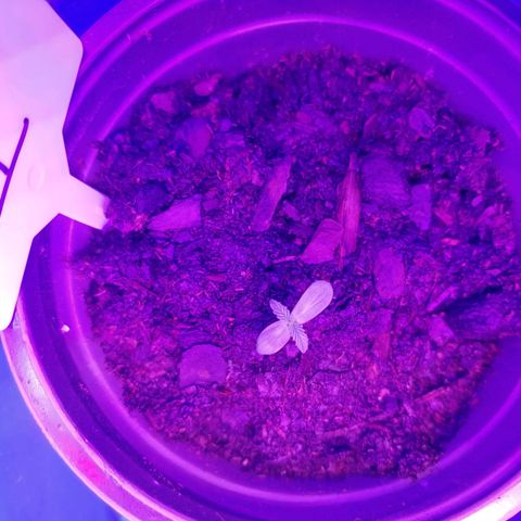 Blackwater growlog timeline photo