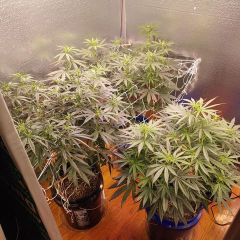 Blackwater growlog timeline photo