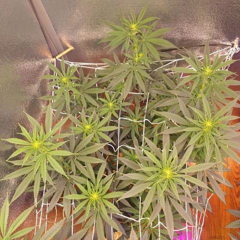 Blackwater growlog timeline photo