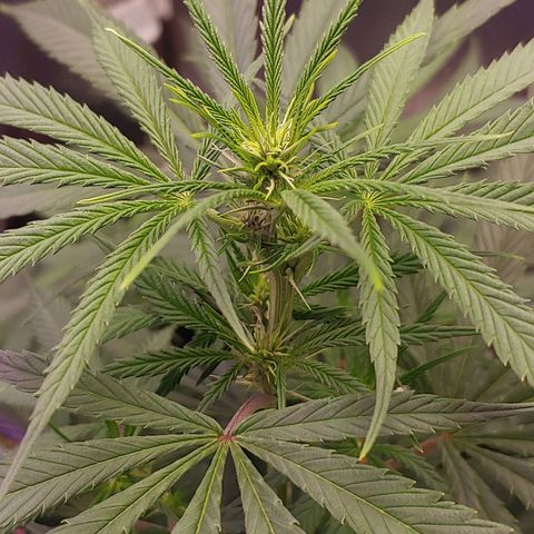 Blackwater growlog timeline photo