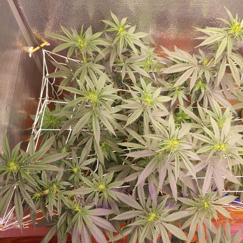 Blackwater growlog timeline photo
