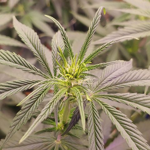 Blackwater growlog timeline photo