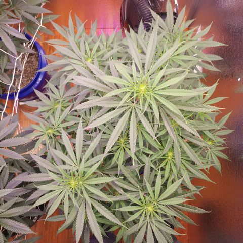 Blackwater growlog timeline photo