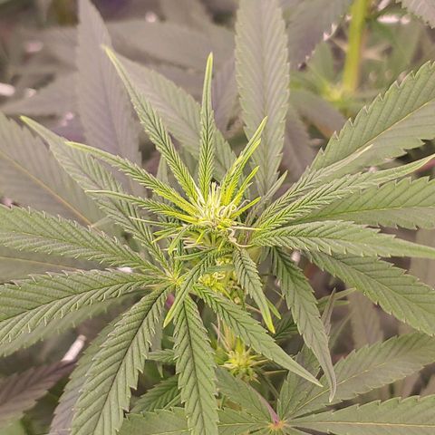 Blackwater growlog timeline photo