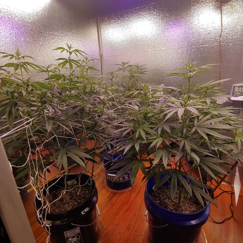 Blackwater growlog timeline photo