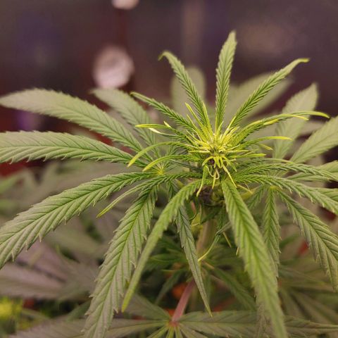 Blackwater growlog timeline photo