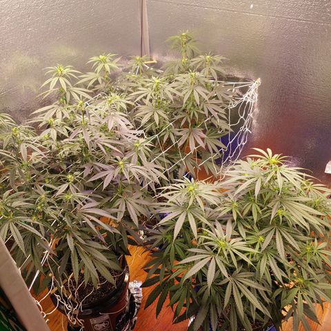 Blackwater growlog timeline photo