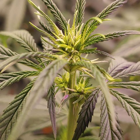 Blackwater growlog timeline photo