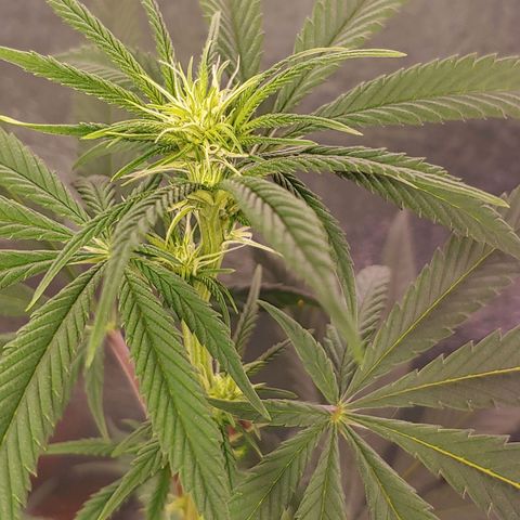 Blackwater growlog timeline photo
