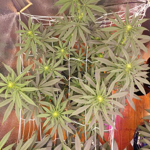 Blackwater growlog timeline photo