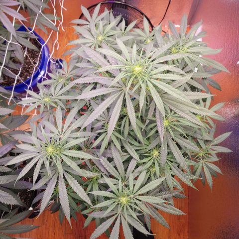 Blackwater growlog timeline photo