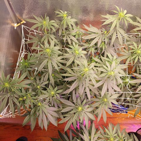 Blackwater growlog timeline photo