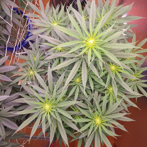 Blackwater growlog timeline photo