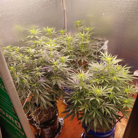 Blackwater growlog timeline photo