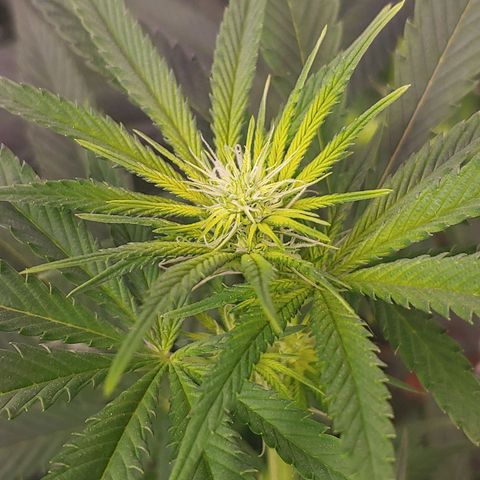 Blackwater growlog timeline photo